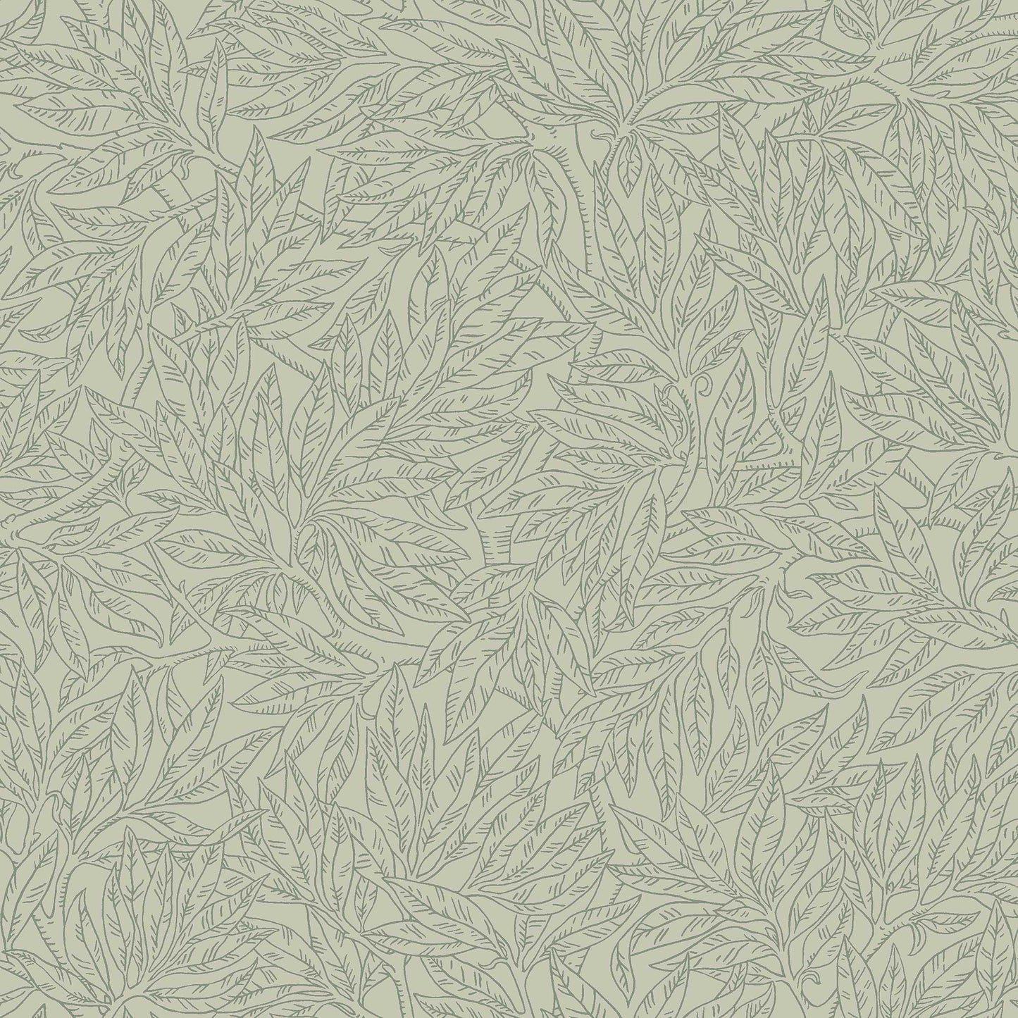 Salix Alba 7787