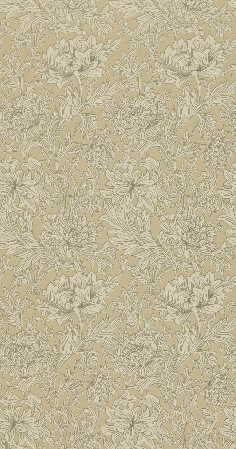 Chrysanthemum 210417