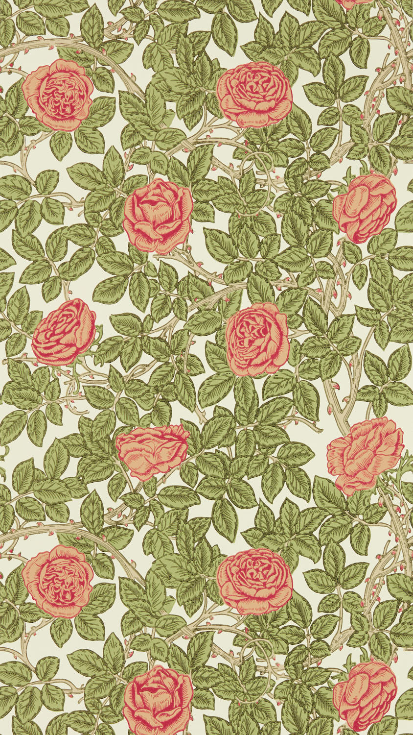 Rambling Rose 217207