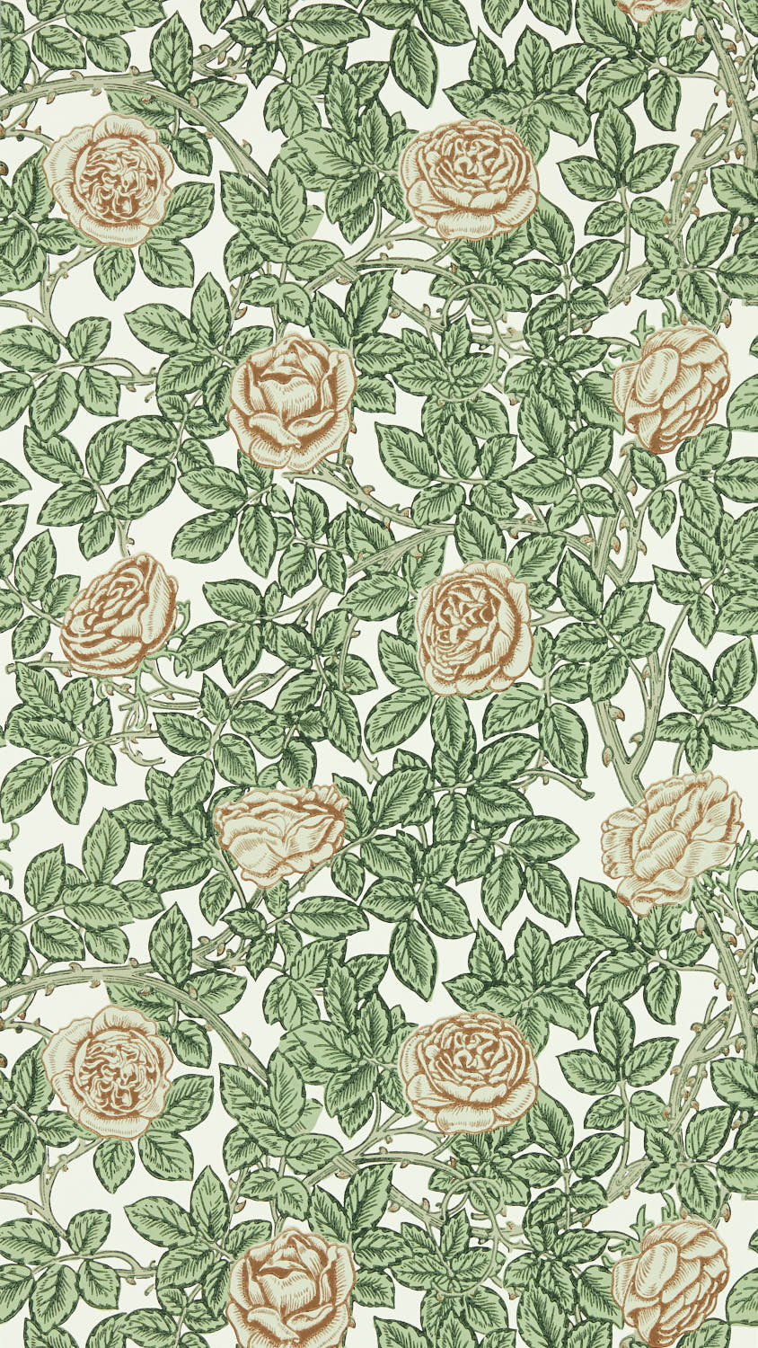 Rambling Rose 217208